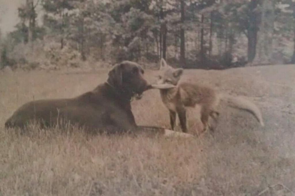 Barbara and Morgan Bulkeley III’s Dog, Ringie and Pet Fox, Poobah