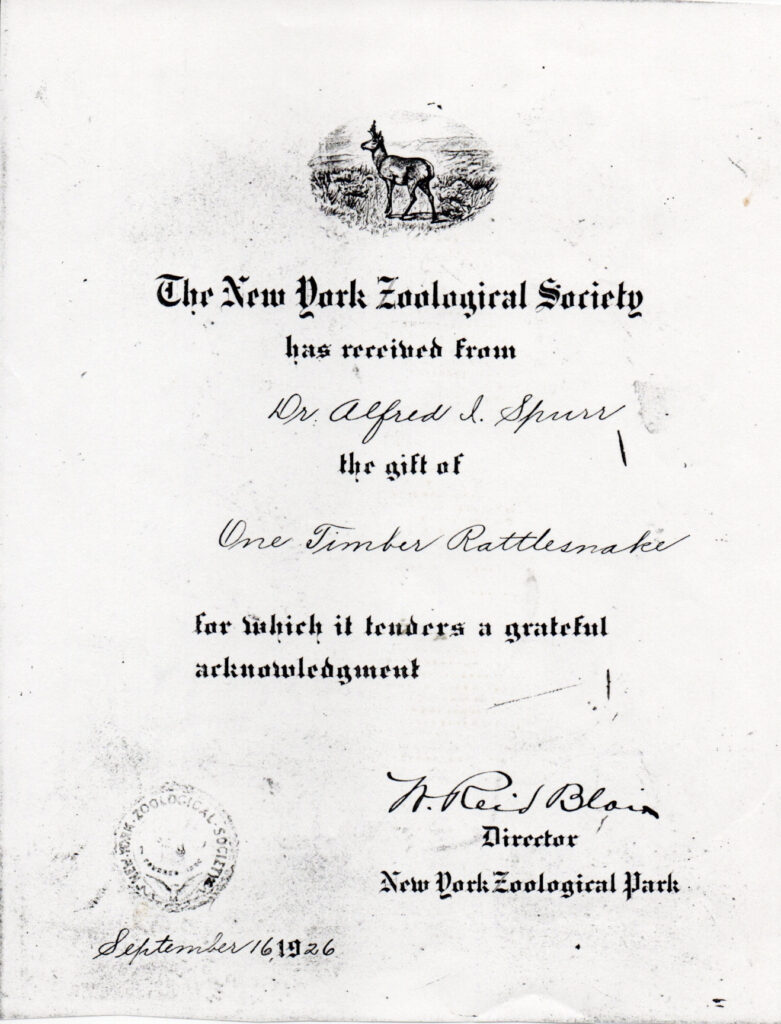 The New York Zoological Society Receipt for Donation of One Timber Rattlesnake from Dr. Alfred Spurr
