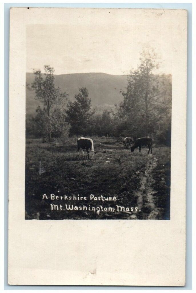 A Berkshire Pasture – Postcard