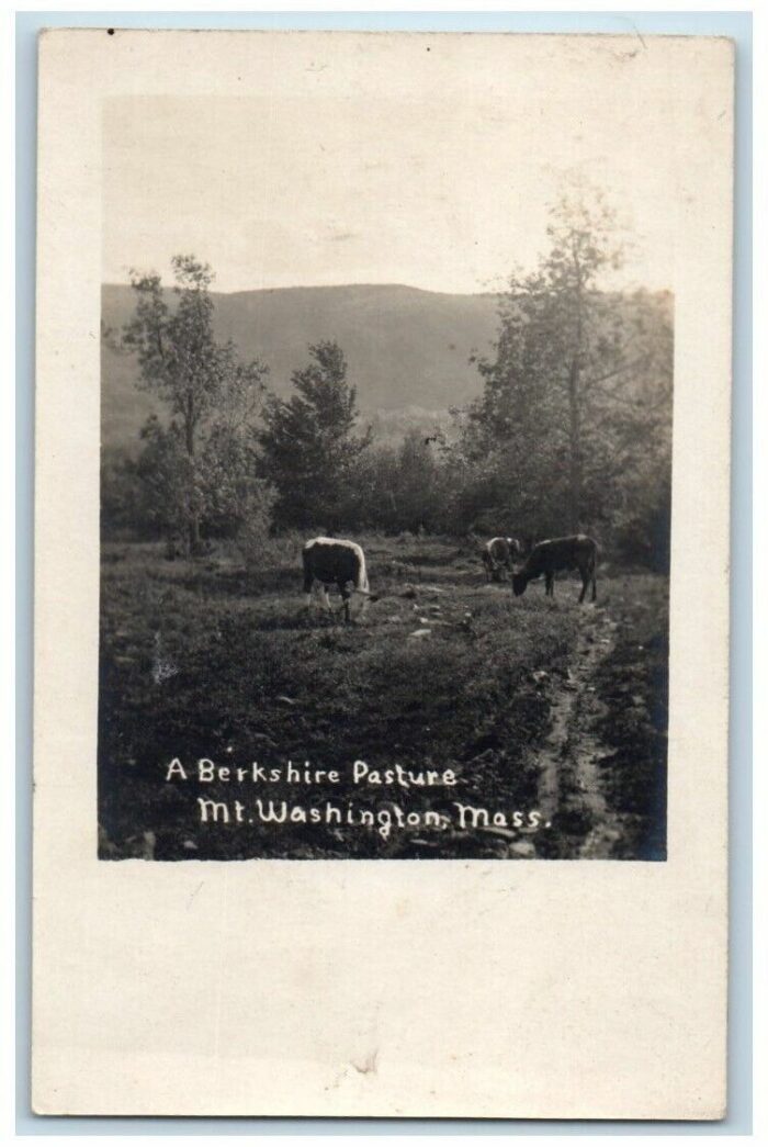A Berkshire Pasture - Postcard